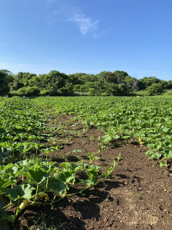 新拓農園完熟かぼちゃMセット - 画像 (2)