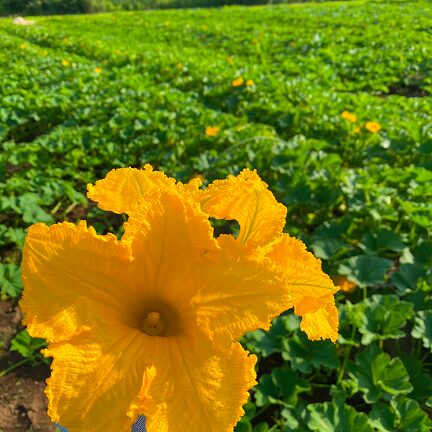 黄色いかぼちゃの花の画像