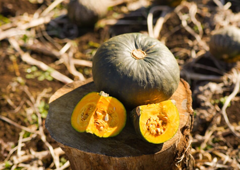 Pumpkinsさん専用 PUMPKIN MANIA - 新拓農園｜Sintaku Farm