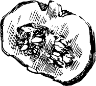 かぼちゃのイラスト