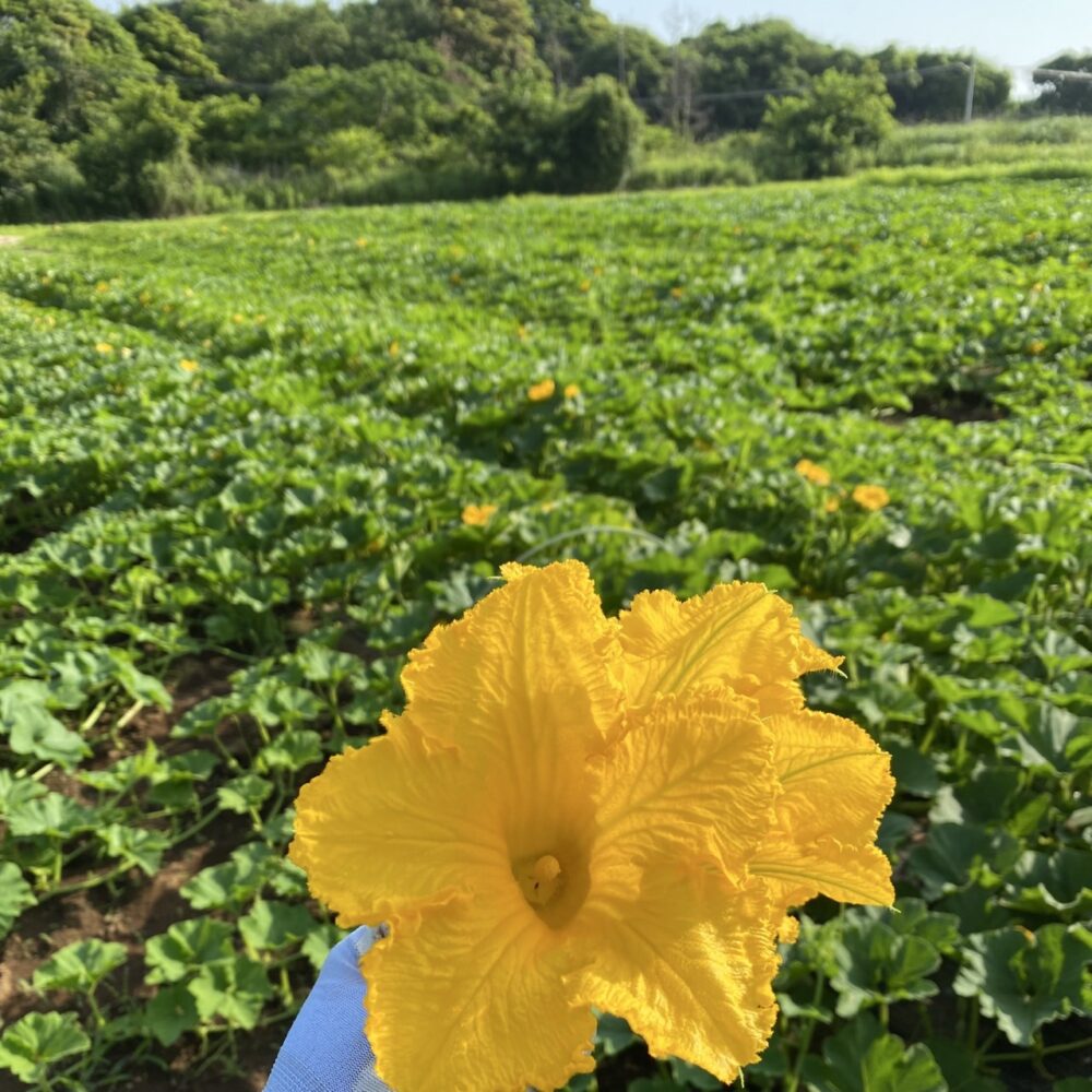 かぼちゃの花